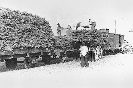 La lea baja, que fue durante muchsimos aos el nico combustible de los hornos, era transportada en carros, trenes y camiones desde las montaas cercanas a Manises. Foto del ao 1951.