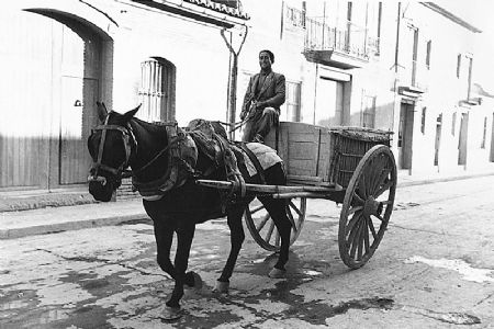 Carro en marcha. Carro tirado por animales de carga. Foto del año 1954.